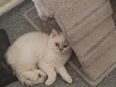 Weibliche Katze in 10409