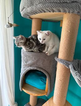 Zwei Britisch Kurzhaar Kitten suchen ein liebevolles Zuhause - Wiesenttal