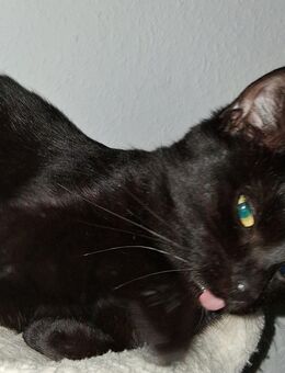 Katze Bombay Mix weiblich abzugeben - Oftersheim