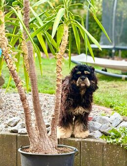 Cavapoo rüde sucht seine Familie - Diemelsee