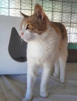 Sylvia, selbstbewusste Katzendame, ca. 7 - Vaterstetten