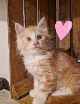 Maine Coon - Crimmitschau