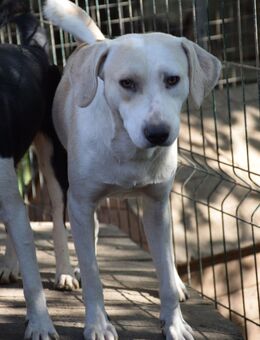 ♡Leonardo♡ - die Grinsebacke - Alfeld (Leine)