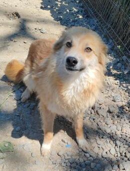 Yuna von kettenlos - Bollingstedt