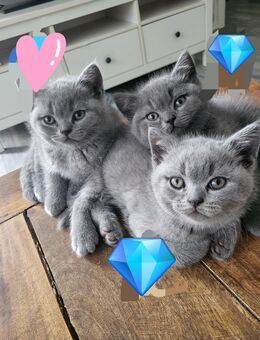 Bkh kitten suchen ein neues Zuhause - Düsseldorf