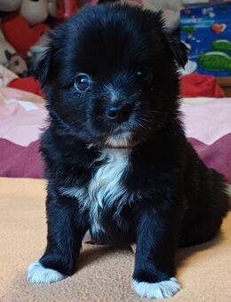 Chihuahua - Spitz Welpen - Köln