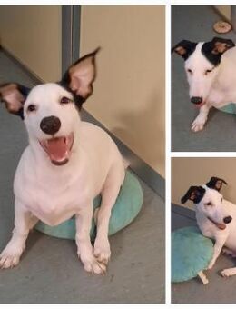 Tommy - Lorsch (Karolingerstadt)