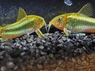 Panzerwelse Osteogaster ( Corydoras ) CW 009 Green stripe laser - Duisburg