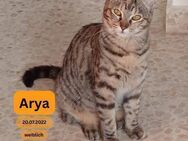 ARYA, w., kastr., EKH, geb. 07/2022 - Sipplingen