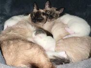 Siam- Mix Kitten - Lüneburg
