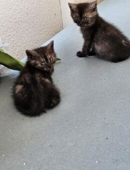 Britisch kurzhaar Mix katzenbabys - Hofgeismar