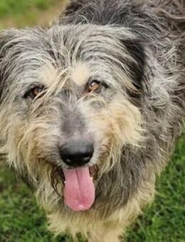 MAYA sucht Familie - Gefrees