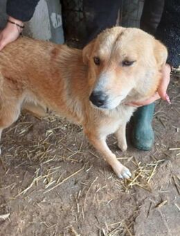 Millie fehlt eine Pfote - Dreikirchen