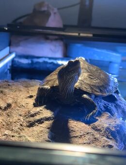 Mississippi Höckerschildkröte - Münster