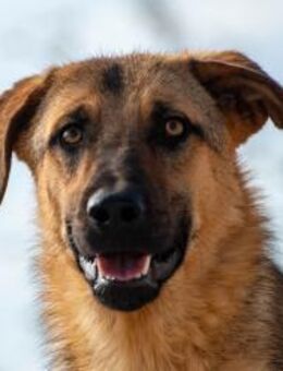 Beethoven Große Pfoten, großes Glück🐾 - München