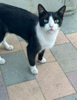Oreo; geselliger, zutraulicher Kater - Geilenkirchen