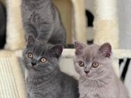 BKH kitten - Düren