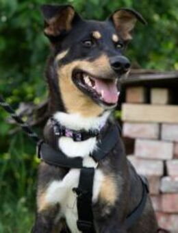 Faye sucht ganz dringend ihr Puzzlestück - Gerlingen