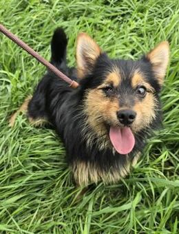 Cornelius kleiner Wirbelwind - Süderbrarup