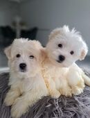 Bichon Malteser in 66687