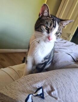 Junge männliche Katze zum Rehoming - Hannover