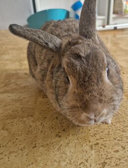 Luna sucht ein neues Zuhause - Jena