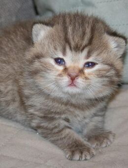Das BESONDERE !! Britisch Kurzhaar Babys in Chocolate-Tabby u. Cinnamon Tabby !! - Köln