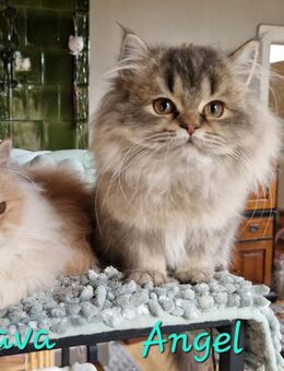 BLH Kitten mit viel Liebe aufgezogen, suchen ihr allerbestes Zuhause. - Suderburg