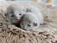 Russisch blau Kitten mit Stammbaum - Mayen