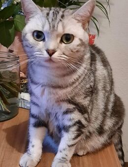 Bkh Katze - Müllheim
