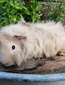 Lilac Gold Rosetten Meerschweinchen Bock 2,5J. in 63633