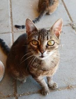 💛Liebevolle,hundeverträgliche🌸 Harriet - Eislingen (Fils)