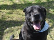 Bambi, dominante Hündin sucht Zuhause - Unterföhring