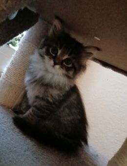 Noch 2 maine coon mix kitten weibchen - Bad Kissingen