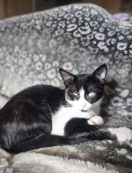 Kleiner Emil sucht sein Zuhause - Margetshöchheim