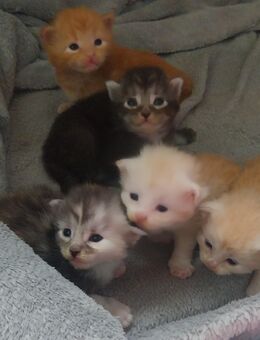 Maine coon kitten - Wittenberg (Lutherstadt)