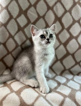 Reinrassige BKH Kitten mit Stammbaum,Kätzchen - München Bogenhausen