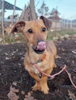 Kleiner Rüde -Coleman- - Rambin