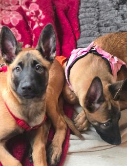 Süße Malinois - Wuppertal