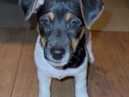 Der hübsche reinrassige Jack Russel Welpe sucht ein neues Zuhause