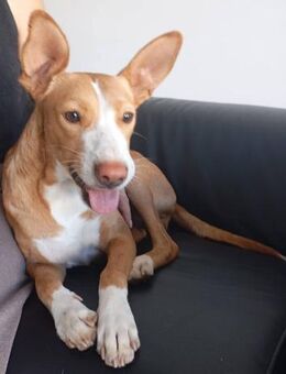 Lambriscas möchte nur Küsschen geben - Donaueschingen