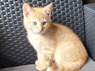 Katzenbabys kitten - Osnabrück
