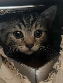 BKH / EKH Mischlingskätzchen - Handaufzucht - Kitten - 100% Stubenrein - Kuscheln sehr gerne - Stuttgart