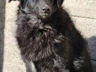 GORDI💖süßes kroat.Schäferhund-Mix-Mädel - Hamburg