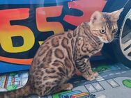 Bengal Katze weiblich, Kleiner Jaguar, Katzerl - Traunreut Zentrum