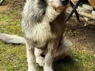 Jhoni der Hund mit einem großem Leid - Schwerte (Hansestadt an der Ruhr)