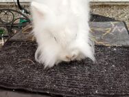 Schneeweiße Zwergwidder Kaninchen mit blauen Augen und Hängeohren - Schmelz