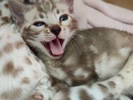 Zuckersüße Snow Bengal Kitten mit Stammbaum - Werl