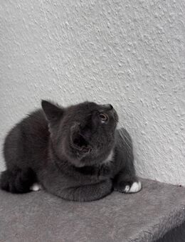 kbh baby kater 2,5 Monaten Alt - Duisburg