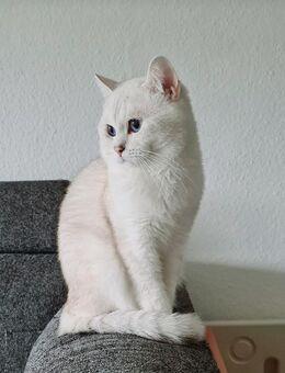 BKH Kater mit Stammbaum - Detmold